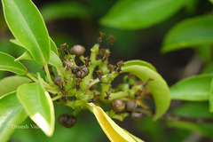 Excoecaria agallocha